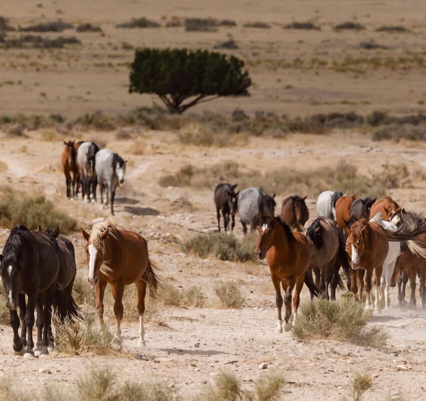 Onaqui Wild Mustangs