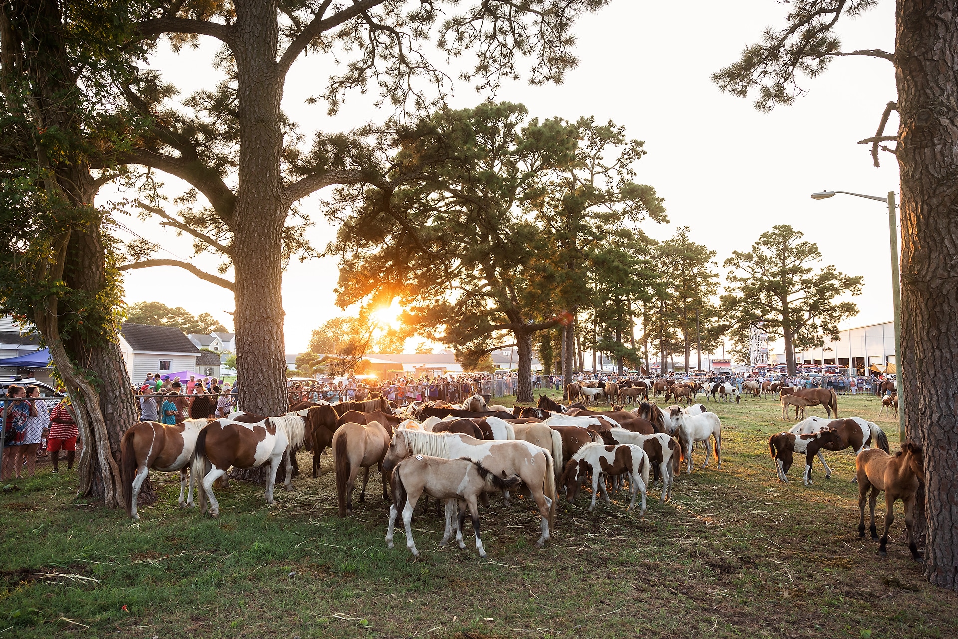 178 pony penning 2023 Shelley Paulson Photography